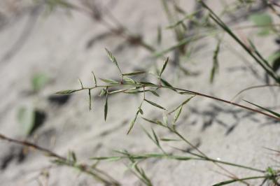 Cutandie maritime Cutandia maritima (L.) Benth., 1881