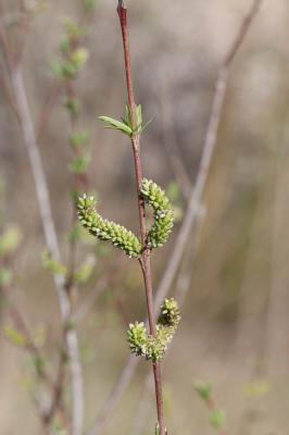 Osier rouge, Osier pourpre Salix purpurea L., 1753