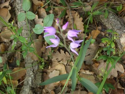 Céphalanthère rouge, Elléborine rouge Cephalanthera rubra (L.) Rich., 1817