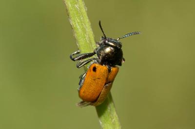  Labidostomis lusitanica (Germar, 1824)
