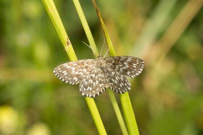 Acidalie tesselée (L') Scopula tessellaria (Boisduval, 1840)