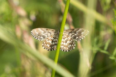Acidalie tesselée (L') Scopula tessellaria (Boisduval, 1840)