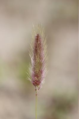 Polypogon maritime Polypogon maritimus Willd., 1801