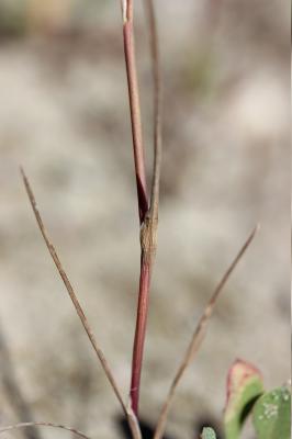 Polypogon maritime Polypogon maritimus Willd., 1801
