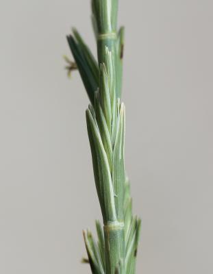 Chiendent à feuilles de Jonc Elytrigia juncea subsp. juncea (L.) Nevski, 1936