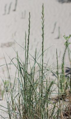 Chiendent à feuilles de Jonc Elytrigia juncea subsp. juncea (L.) Nevski, 1936