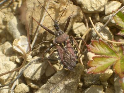 Rèduve à pattes rouges Rhynocoris erythropus (Linnaeus, 1767)