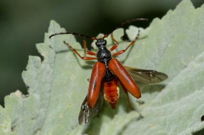  Stictoleptura trisignata (Fairmaire, 1852)
