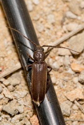  Arhopalus Audinet-Serville, 1834