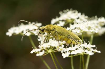  Lepturobosca virens (Linnaeus, 1758)