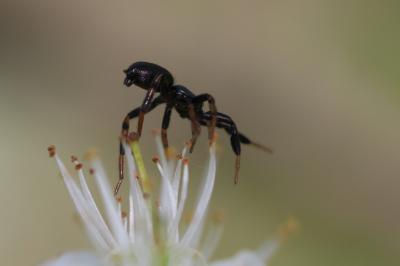  Setaphis carmeli (O. Pickard-Cambridge, 1872)
