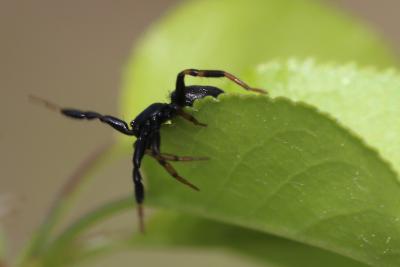  Setaphis carmeli (O. Pickard-Cambridge, 1872)