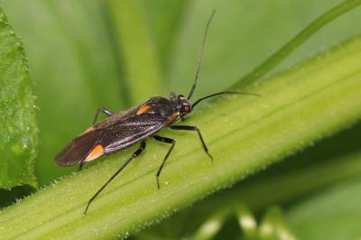  Capsodes flavomarginatus (Donovan, 1798)