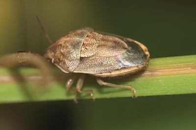  Neottiglossa bifida (A. Costa, 1847)