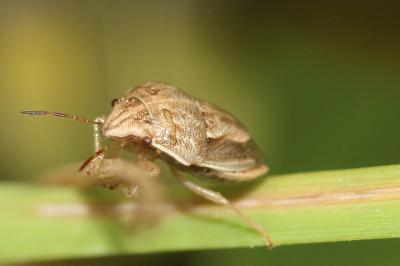  Neottiglossa bifida (A. Costa, 1847)
