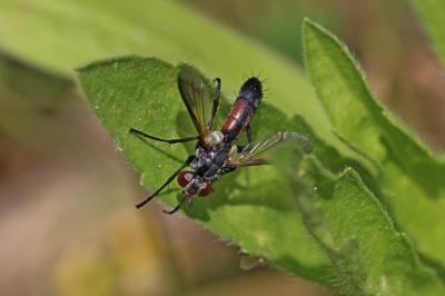  Cylindromyia intermedia (Meigen, 1824)