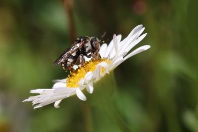  Epeolus Latreille, 1802