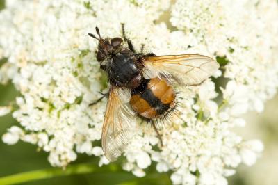  Tachina magnicornis (Zetterstedt, 1844)