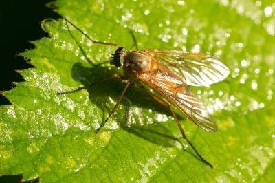  Rhagio tringarius (Linnaeus, 1758)