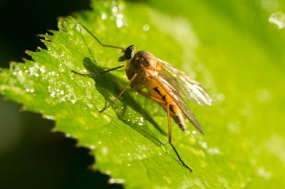  Rhagio tringarius (Linnaeus, 1758)