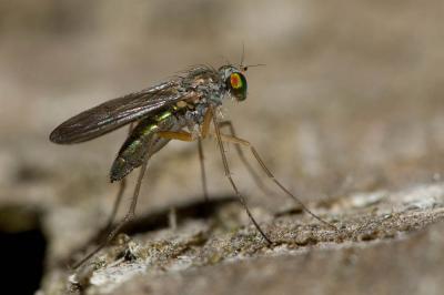  Dolichopus Latreille, 1796