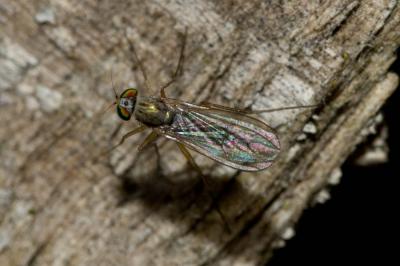  Dolichopus Latreille, 1796
