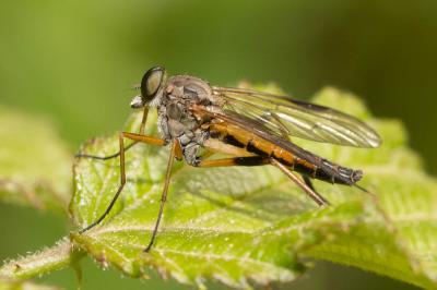  Rhagio conspicuus Meigen, 1804
