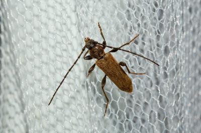  Phymatodes testaceus (Linnaeus, 1758)