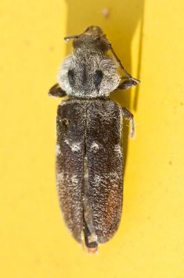  Hylotrupes bajulus (Linnaeus, 1758)