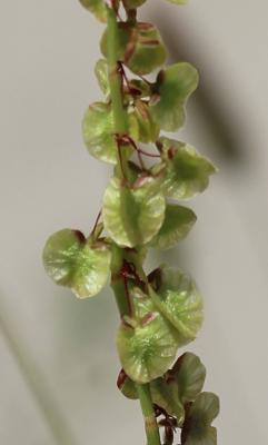 Rumex de Tanger, Patience de Tanger Rumex roseus L., 1753