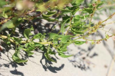 Rumex de Tanger, Patience de Tanger Rumex roseus L., 1753
