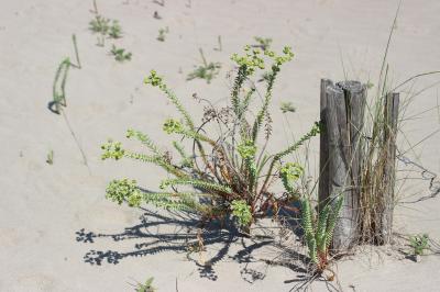 Euphorbe maritime, Euphorbe des sables Euphorbia paralias L., 1753
