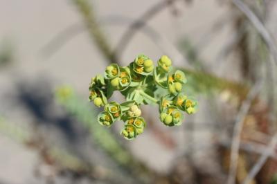 Euphorbe maritime, Euphorbe des sables Euphorbia paralias L., 1753