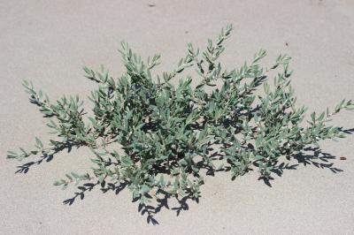 Renouée maritime Polygonum maritimum L., 1753