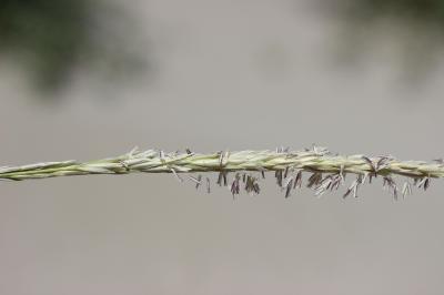 Oyat du Midi Ammophila arenaria subsp. arundinacea (Husn.) H.Lindb., 1932