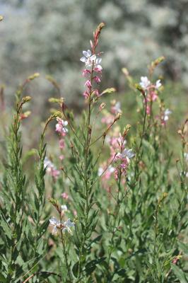  Oenothera lindheimeri (Engelm. & A.Gray) W.L.Wagner & Hoch, 2007