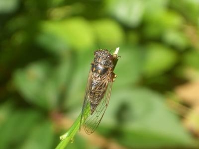 Cigalette pygmée (la) Tettigettula pygmea (Olivier, 1790)