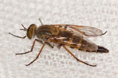  Thereva nobilitata (Fabricius, 1775)
