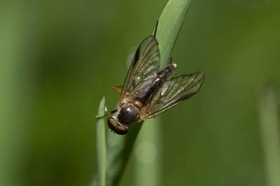 Rhagio lineola Fabricius, 1794