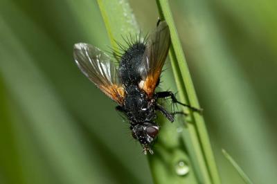  Zophomyia temula (Scopoli, 1763)