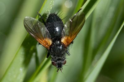  Zophomyia temula (Scopoli, 1763)