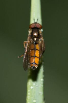  Platycheirus fulviventris (Macquart, 1829)