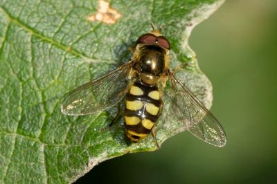 Eupeodes luniger (Meigen, 1822)