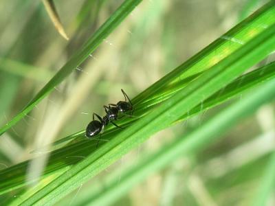  Camponotus piceus (Leach, 1825)