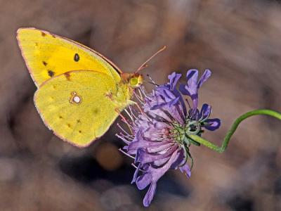 Souci (Le) Colias crocea (Geoffroy in Fourcroy, 1785)