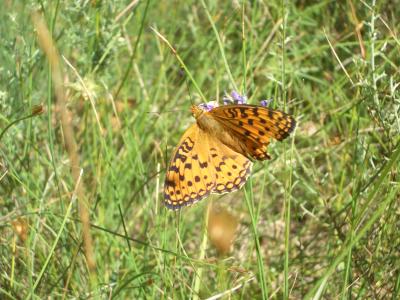 Chiffre (Le) Fabriciana niobe (Linnaeus, 1758)