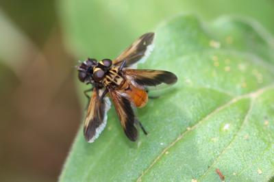  Trichopoda pennipes (Fabricius, 1781)