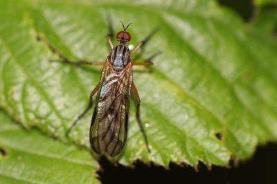  Empis confusa Loew, 1865