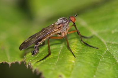  Empis confusa Loew, 1865