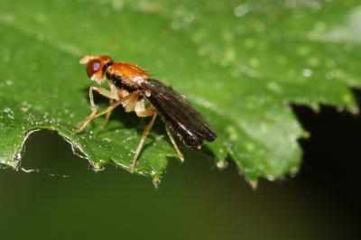  Chyliza vittata